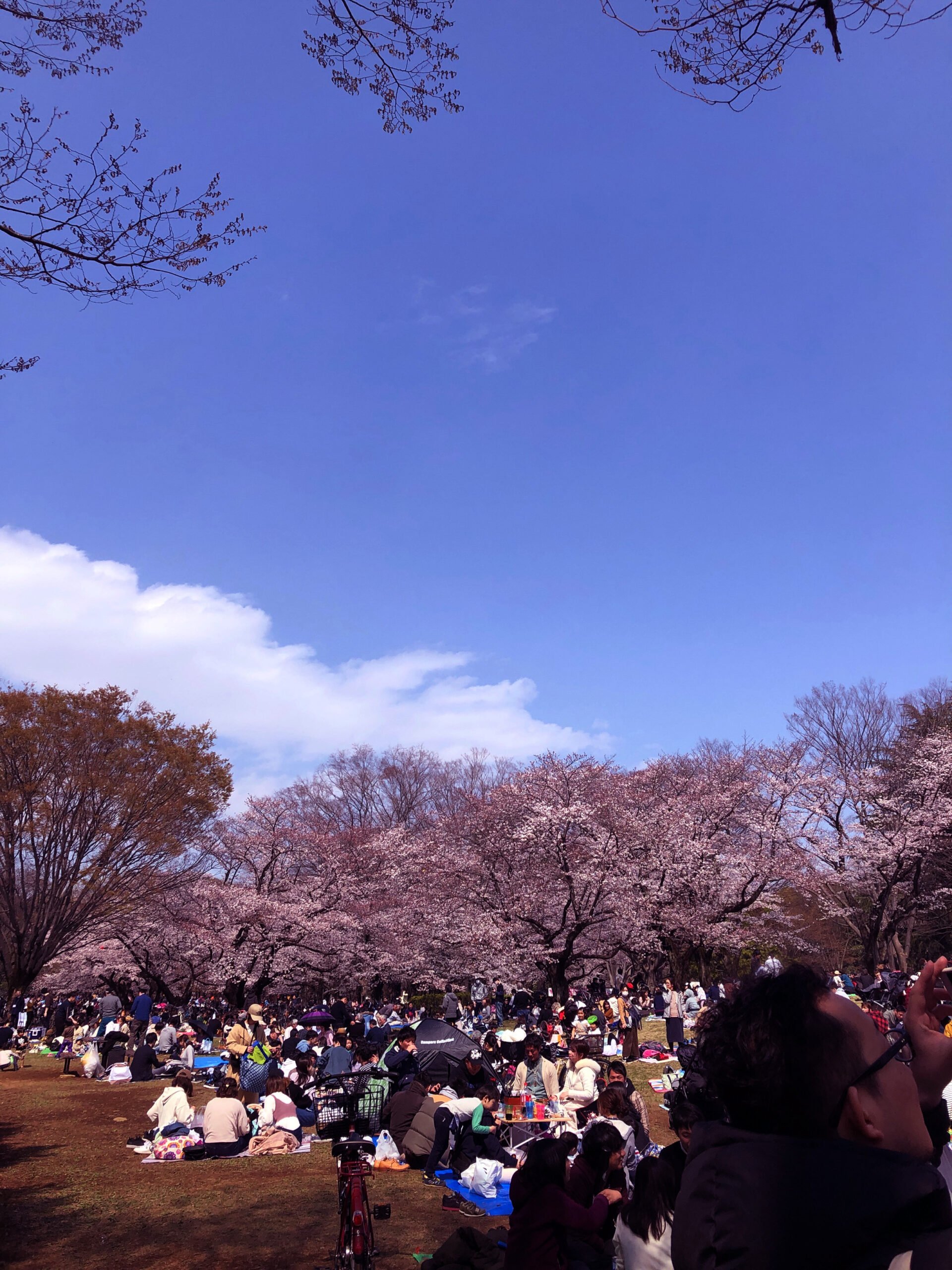 光が丘公園に遊具はある 駐車場は無料 アンテナブログ